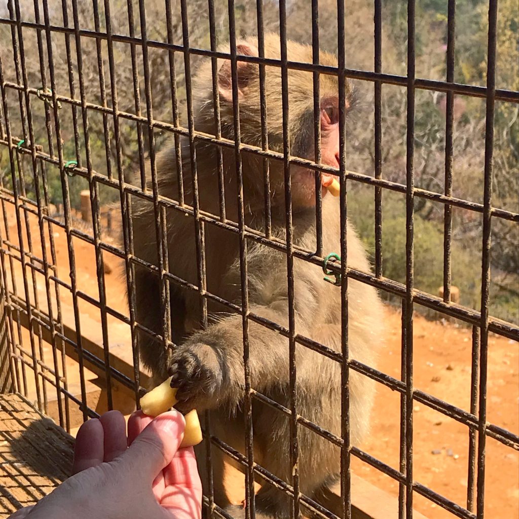 Feeding a monkey an apple at the Iwatayama Monkey Park @ bestwithchocolate.com